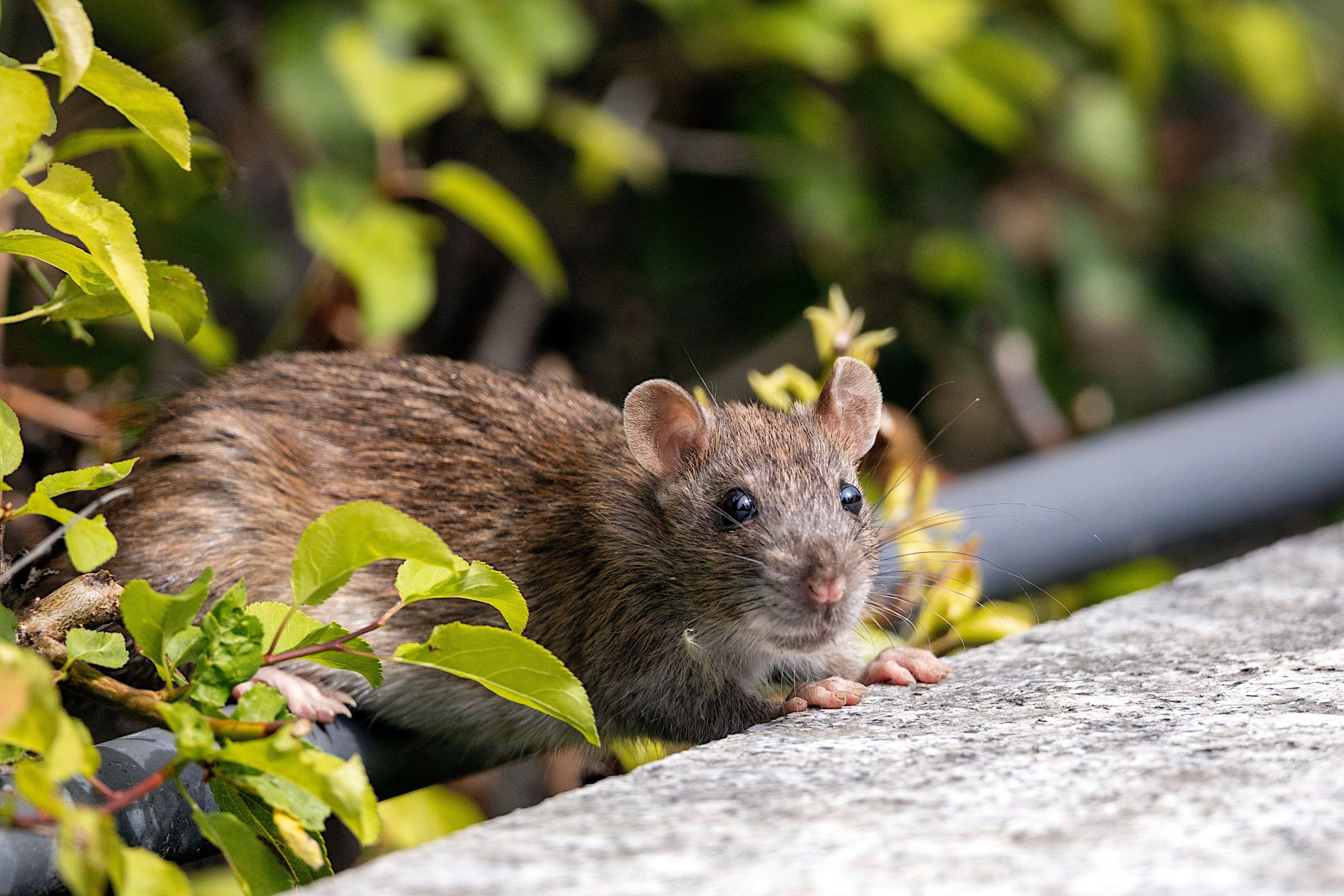 Rat brun dans végétation naturelle